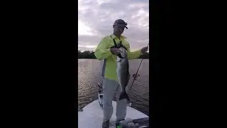 Indian River - Sebastian River Reds.. In the mangroves!!! Part 2