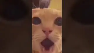 cat opening mouth 😺