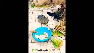 🌿🐓🪿🐰pets house 🏡🌿#animals #anime #shorts #shortsfeed #trending #trendingshorts #cute #love #funny