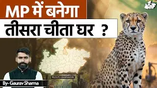 Madhya Pradesh में तीसरा Cheetah घर! | Cheetah Project पर  Big Update | Gaurav Sir | MPPSC StudyIQ