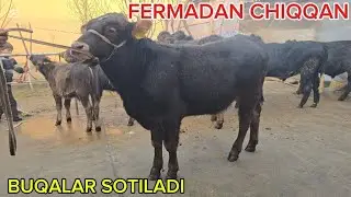 YANGI PARTIYA SHVET FERMADAN CHIQQAN BUQALAR ZURLARI NARXLARI OʻTAYAM ZUR BULDI 
