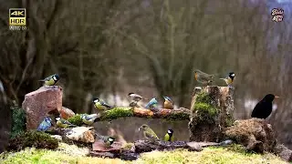 🔴 Birds LIVE: Birds take Winter bath  🦜 for Cats to watch 😺Cat TV♫BGM📺4k HDR🎼5.1 audio