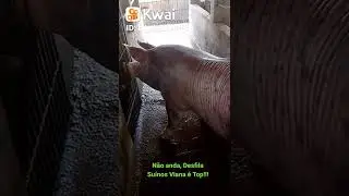 Reprodutor Pietrain Belga, esse &eacute; diferente!!!