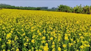 মাঠে অনেক কাজ আমার। Mathe onek kaj amar।