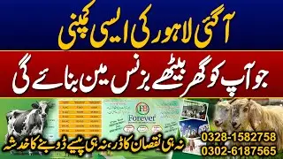 Forever Business Link || Forever Business || Khubaib Zahid || Business Tv Hd