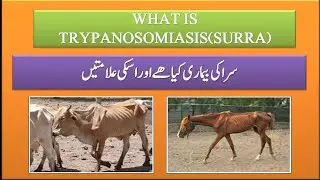 What is Trypanosomiasis Disease |What is Surra in Cattle ,Camel and Horse| Surra Treatment .