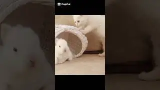 😹 Cats Doing Cats Things 😹#cat#catvid#catmeme#catmemesfunny