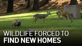 Bay Area Wildfires Chase Wildlife Out of Usual Habitats