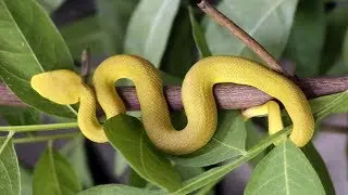 Hey, Baby! Viper's Live Birth of Little One