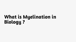 Что такое миелинизация в биологии?