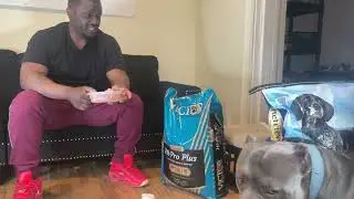 Cool Calories 100 . Dog weight Gainer