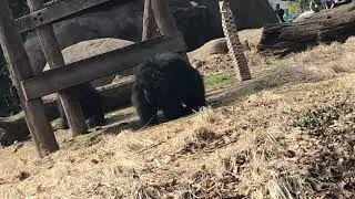 Philadelphia zoo - bears