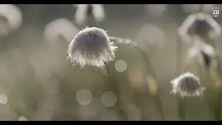 Wollgrasbl&uuml;te NORDPFAD D&ouml;r&acute;t Moor