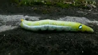 animal lover || unique insect || nature
