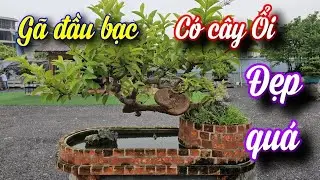 SH.10739. Gã đầu bạc có cây Ổi và dàn bonsai nhỏ khá đẹp. 