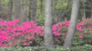 Texas Spring Color