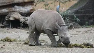 Zwarte Neushoorn kalf Najuma / Spitzmaulnashorn Kalb Najuma / Black rhino calf Najuma : ZOO Krefeld