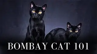 Bombay Cat 101 - Everything You Need to Know