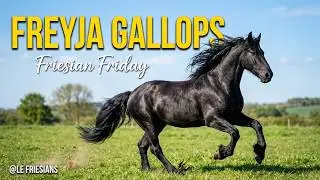 Friesian Friday: Freyja’s Gallop, Nero’s and Sultans  patience