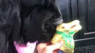 Phantom&rsquo;s world. Newfoundland Phantom has a Easter delivery for mama