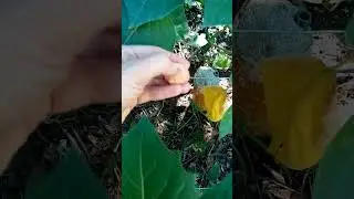 Physallis ( Uchuva o Aguaymanto): De la flia. Solanaceae como el tomate. Rico en vit C,f&aacute;cil cultivo
