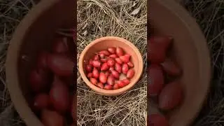 🌹🌨️🍵 Handpicked rose hip buds made a delicious tea #shorts
