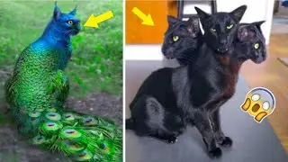 1 HOUR FUNNY CATS COMPILATION 2022😂| Funny Cat videos to cat watch😸- Cute Cats HD