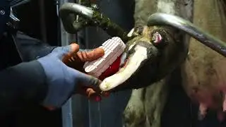 Wopa Demo - SA0049BHL Claw Treatment Crush