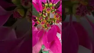 The Holiday Is Here and These Plants Will Turn Up The Festivities!