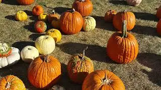Tour to Pumkin Patch (Schmitts Family Farm)