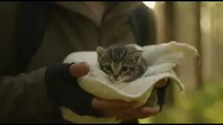 Baby Kitten Found Crying in Forest
