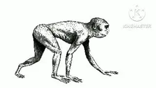 temperate woodland dweller  Sound Effects