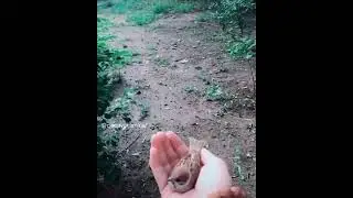 😍😍😍❤️ #passarinho #beautiful #nature #happy #shorts #viral