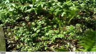 Time lapse movie 3000 pictures Bushnell Trophycam