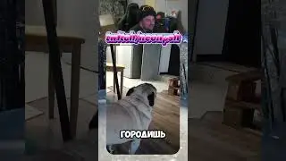 What a drama😭🐶| twitch.tv/neonpsh - giveaways and tournaments every month!