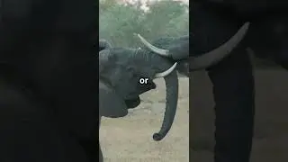 Elephant's Secret Superpower: Hearing with Their Feet!