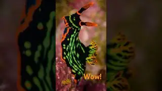 Dart Frog Vs Sea Slug - which is the most colourful? (Color-off)