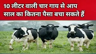 10 लीटर वाले चार गायों से 1 साल का कितना पैसा बचाया जासकता है