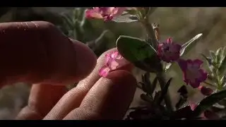Fighting For Flowers: The crusade to save an essential desert wildflower