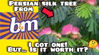 B&M Persian Silk Tree : Is it Worth it?