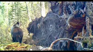 Grizzly Bear Caught on Trail Camera | Stunning Wildlife Footage from British Columbia