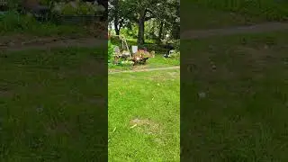 #dog #doglife #dogfetch