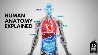 Full Human Anatomy in 3D &mdash; Organs Revealed Like Never Before!