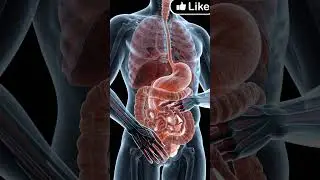 Constipation Explained in 3D Animation   #health #anatomy #humanbody #funny #facts