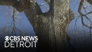 Here's what can really happen to trees in cold weather