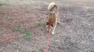 CHR - Pando ( Siberian Husky)  and Misa ( Shiba Inu cross) on the walk.