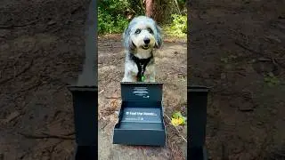 Outdoor Dog Essential! 💯