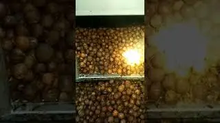 Arecanut Boiler &Dryer|#karnataka #arecanut #panmasala #vimal #process #farmers