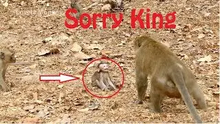 Why Baby Apache always Welcome King Alexander But King Screaming Not Accepted Her Talking?