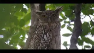 Brown Fish-owl - Birds of Cambodia | Birds | Nature | Wildlife | Cambodia |